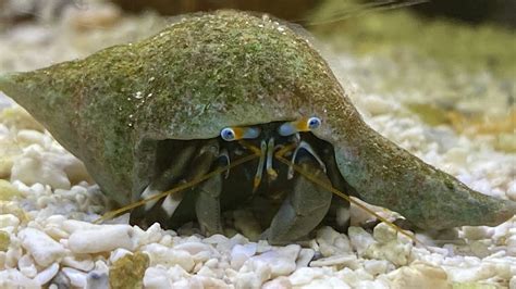 how do you make saltwater for hermit crabs|hermit crabs in saltwater tank.